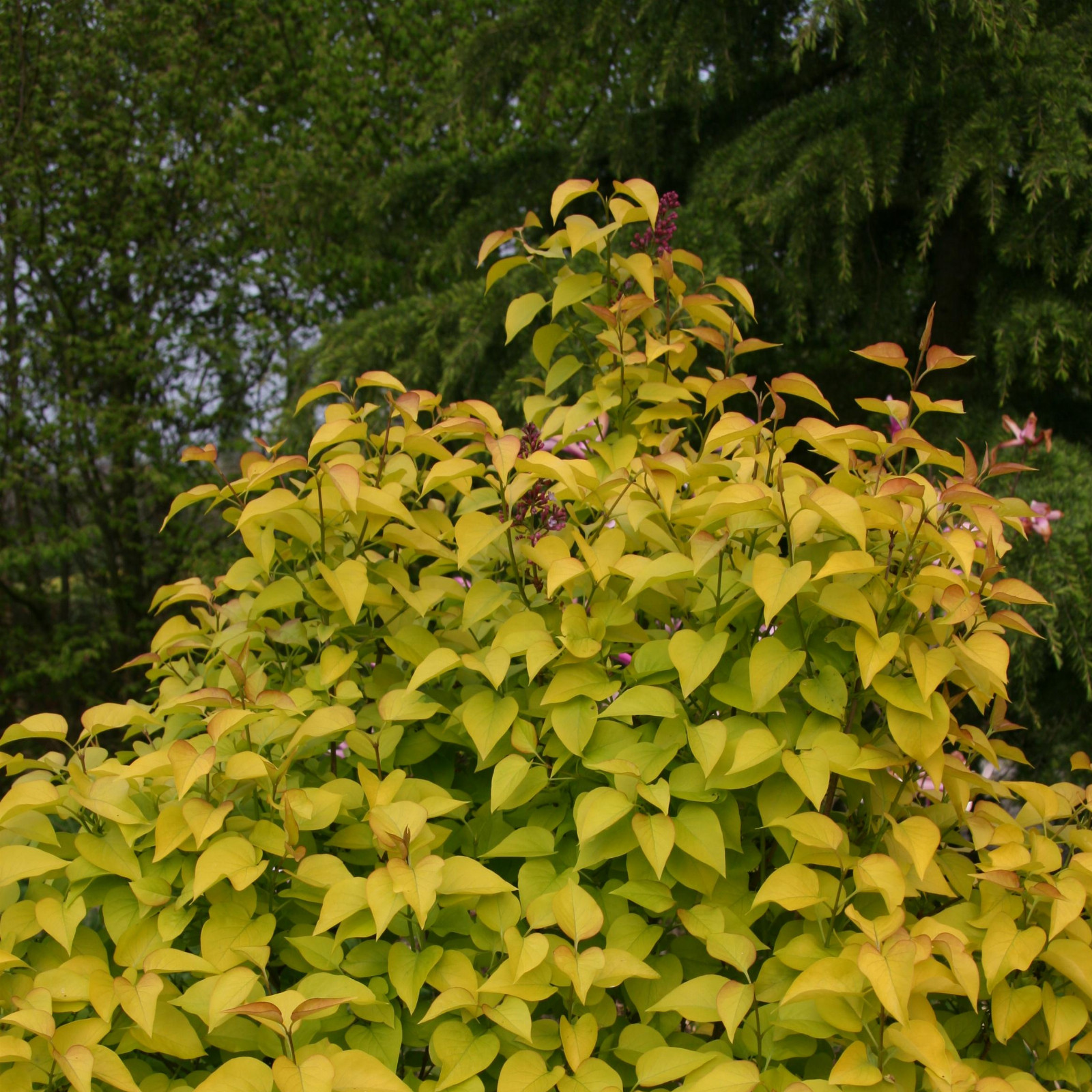 SYRINGA vulgaris 'Vallonchêne Gold' en Avril