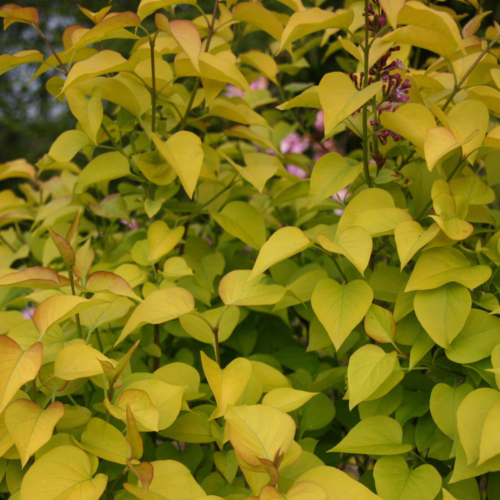 SYRINGA vulgaris ‘Vallonchêne Gold’ en Avril