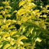 SYRINGA vulgaris ‘Vallonchêne Gold’ en Juillet