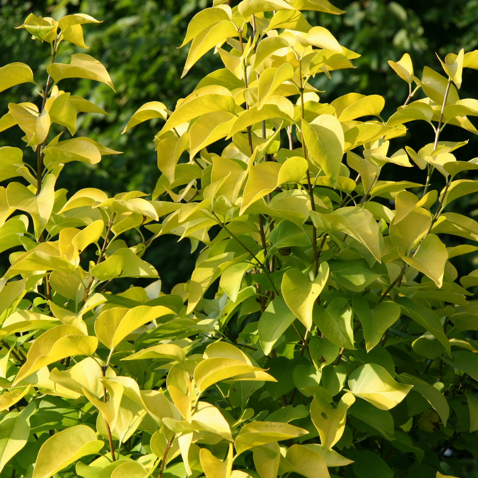 SYRINGA vulgaris ‚Vallonchêne Gold‘ en Juillet