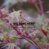 ACER palmatum ‚Karaori Nishiki‘ en Avril