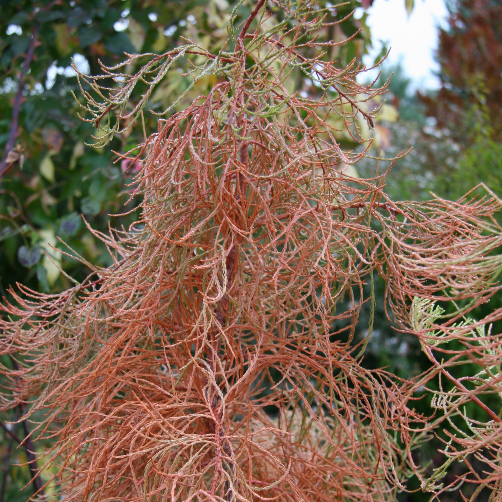 TAXODIUM distichum ‘Nutans’ en Novembre