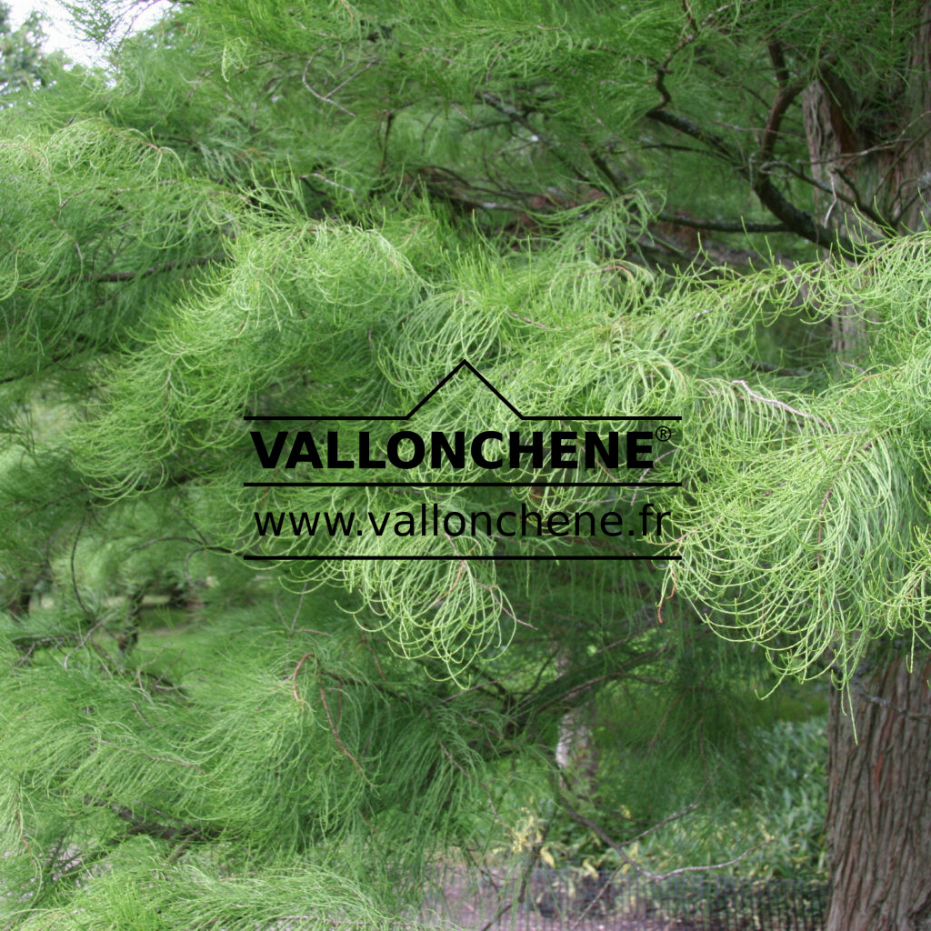 TAXODIUM distichum 'Nutans'