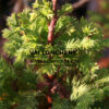 TAXODIUM distichum 'Pevé Minaret' in November