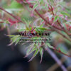 ACER palmatum ‚Karaori Nishiki‘ en Avril