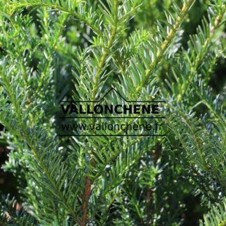 TAXUS baccata en Septembre