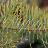 ABIES concolor ‘Wintergold’ en Novembre