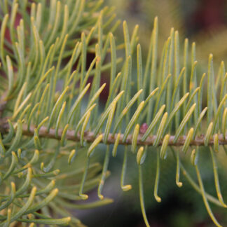 ABIES concolor 'Wintergold' en Novembre