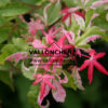 ACER palmatum ‚Karasugawa‘ en Mai