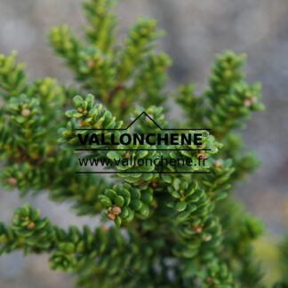 TAXUS baccata 'Amersfoort' en Octobre