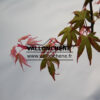 ACER palmatum ‚Karasugawa‘ en Mars