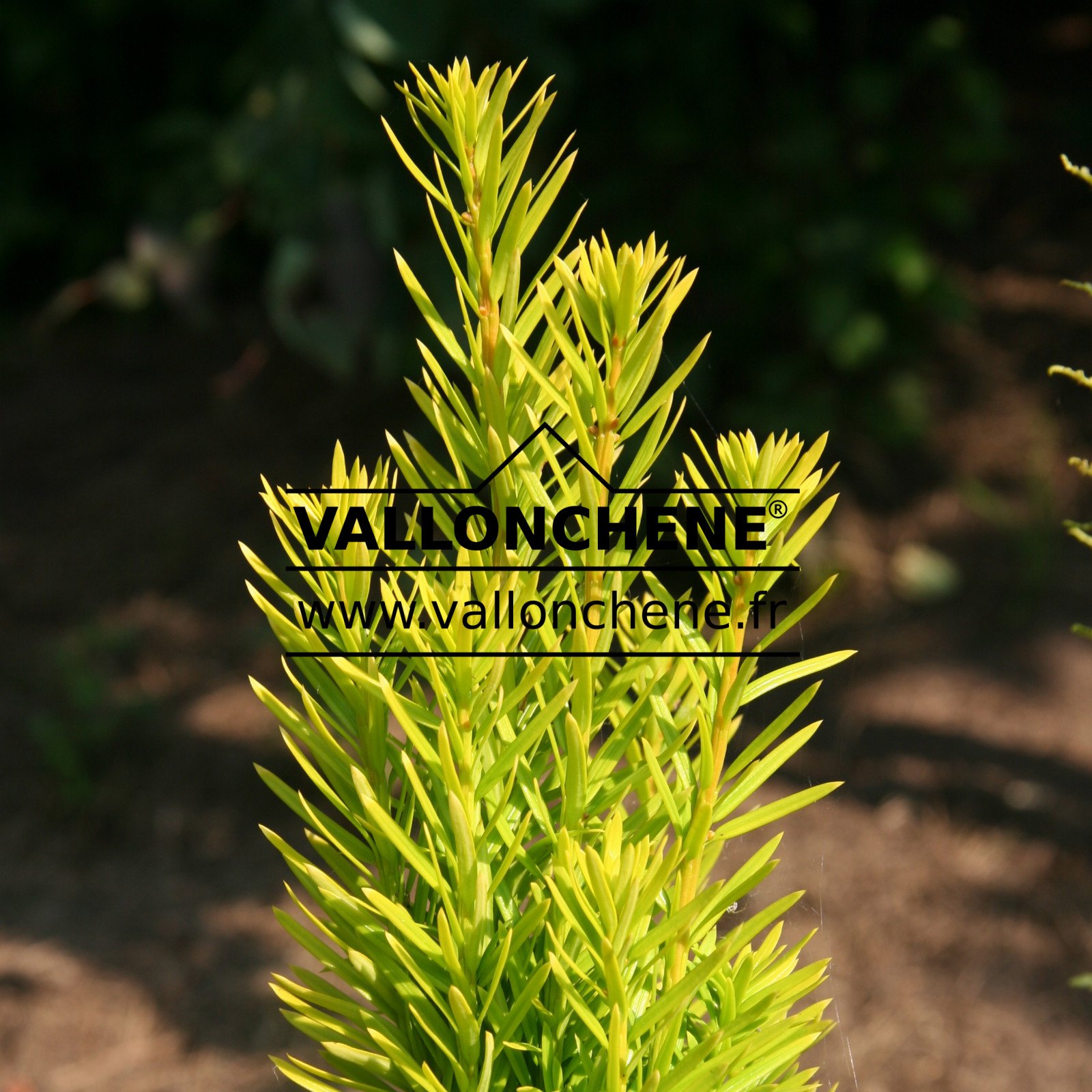 TAXUS baccata 'Bultinck Orange Beauty' en Juillet