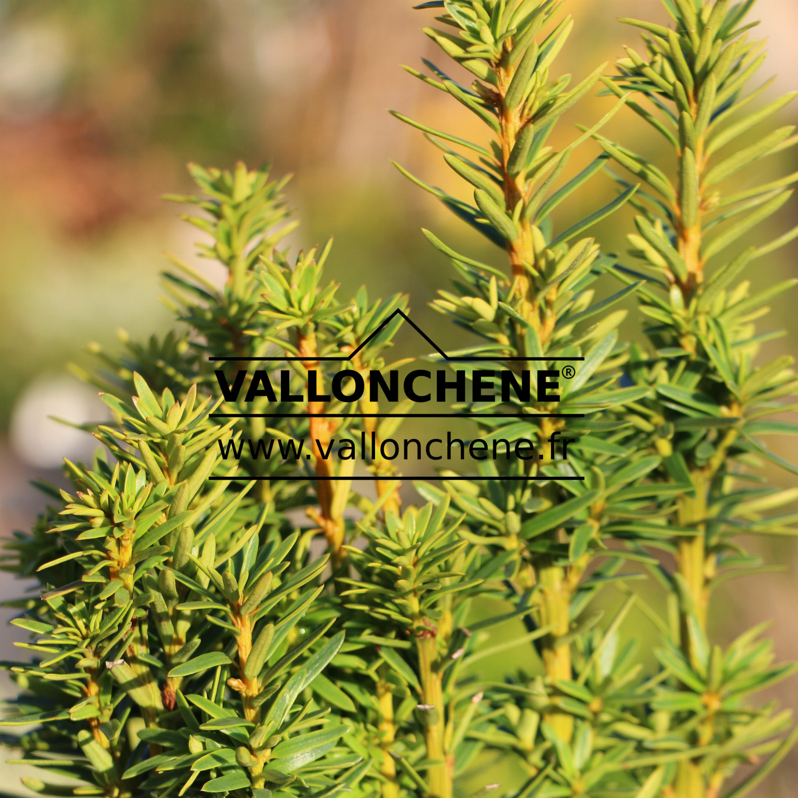 TAXUS baccata 'David' en Décembre