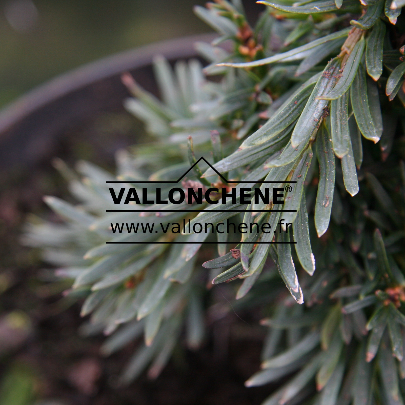 TAXUS baccata ‘Decora’