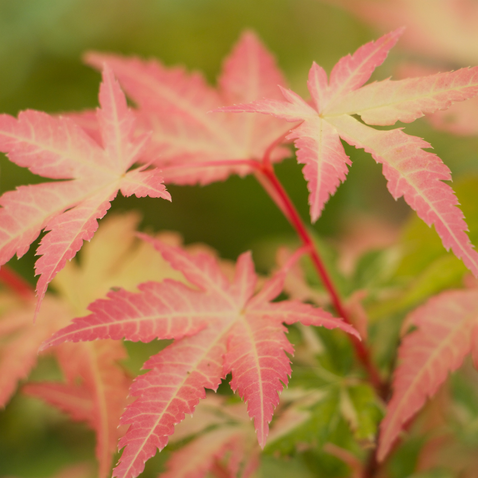 ACER palmatum ‚Karasugawa‘ en Septembre