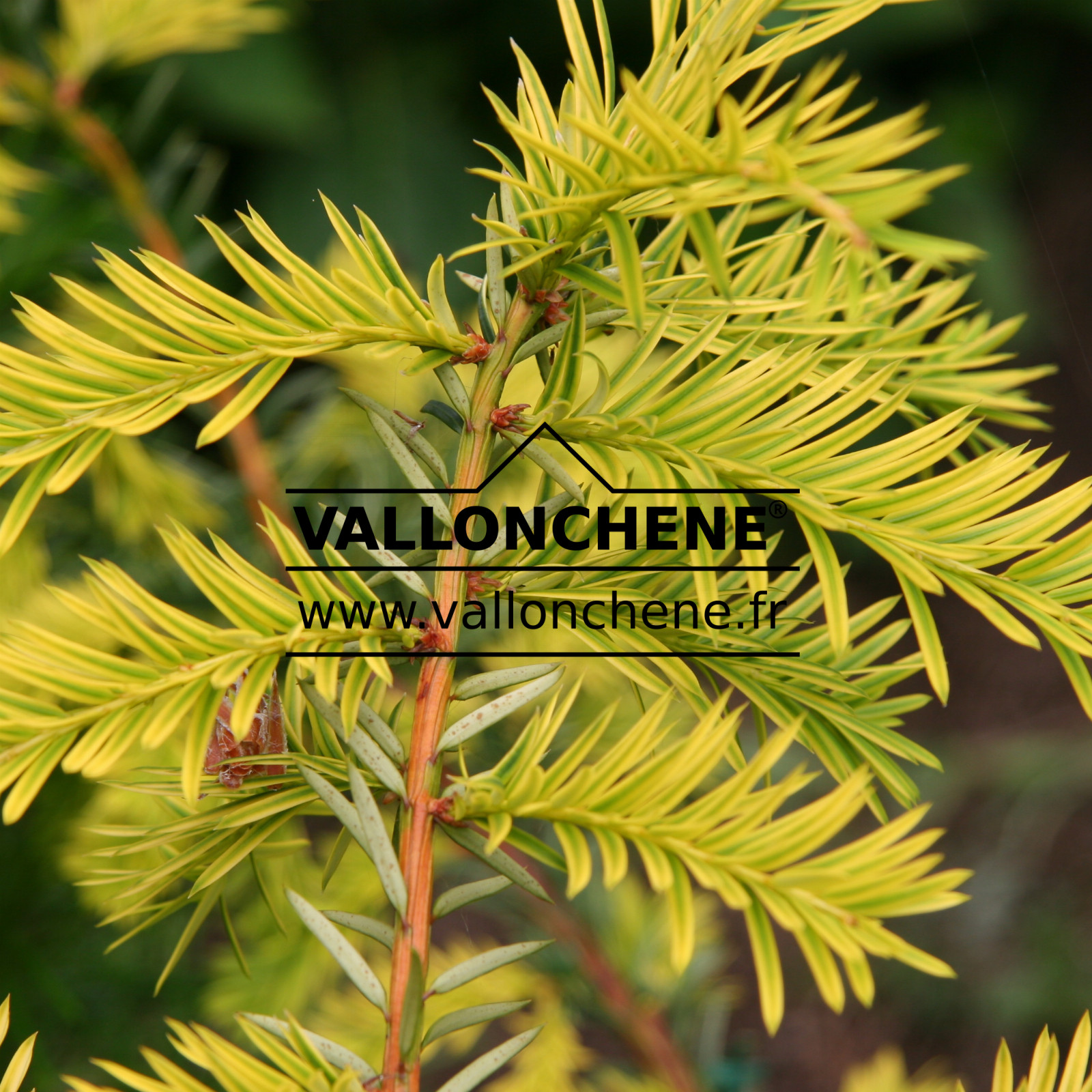 TAXUS baccata ‘Dorothea’ en Juillet