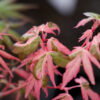 ACER palmatum ‚Karasugawa‘ en Mars