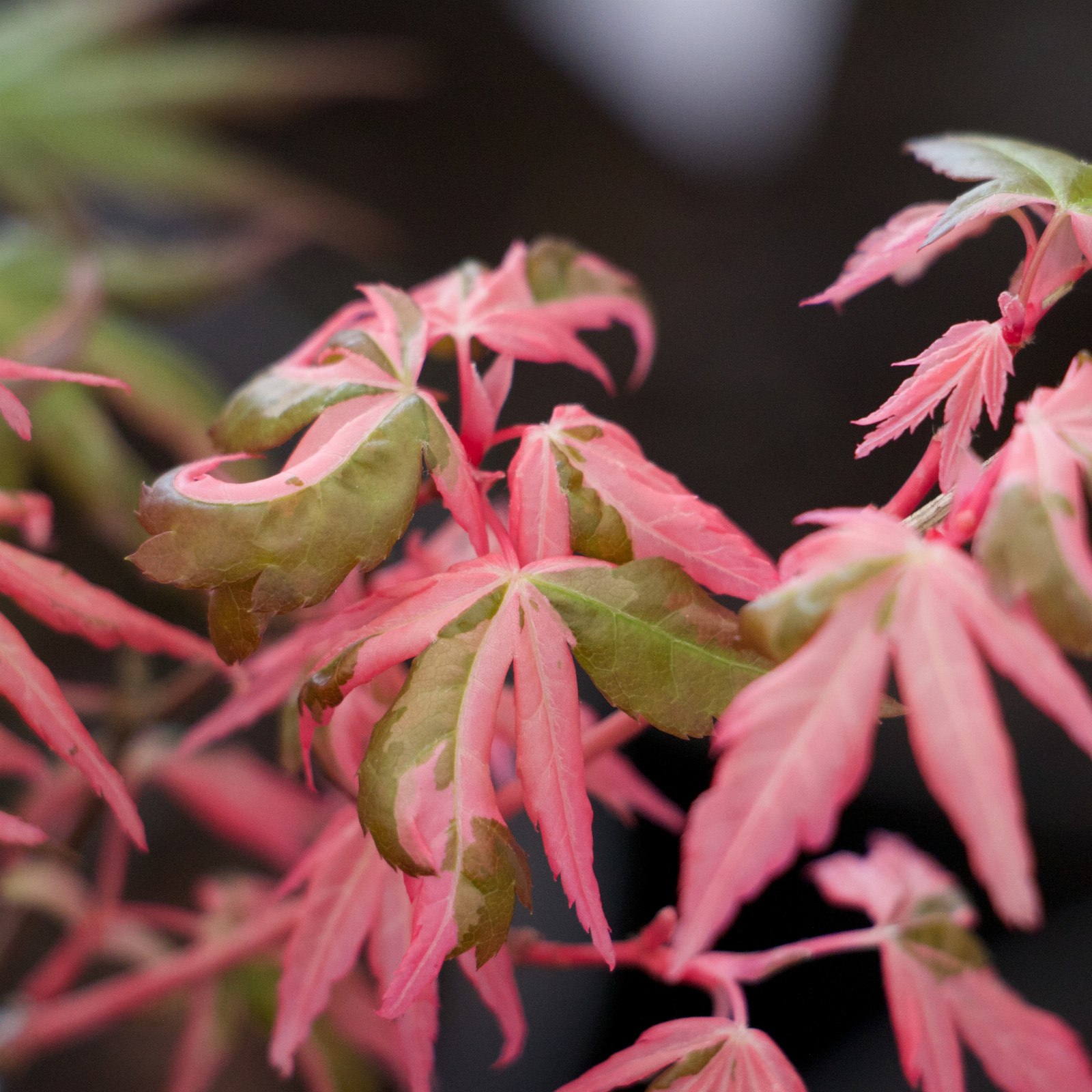 ACER palmatum ‘Karasugawa’ en Mars