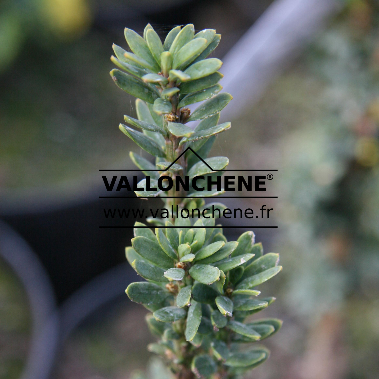 TAXUS baccata 'Green Column' en Avril