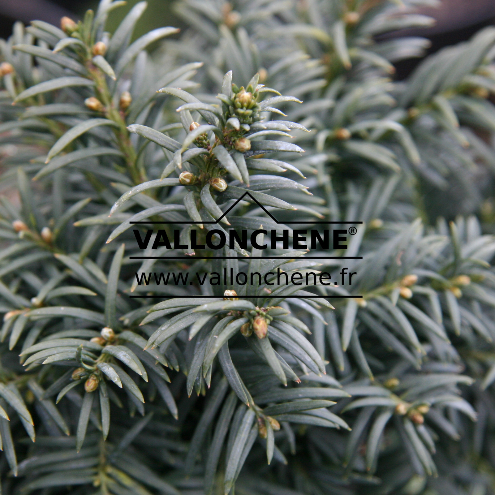 TAXUS baccata ‘Green Diamond’ en Mars