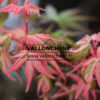 ACER palmatum ‚Karasugawa‘ en Mars
