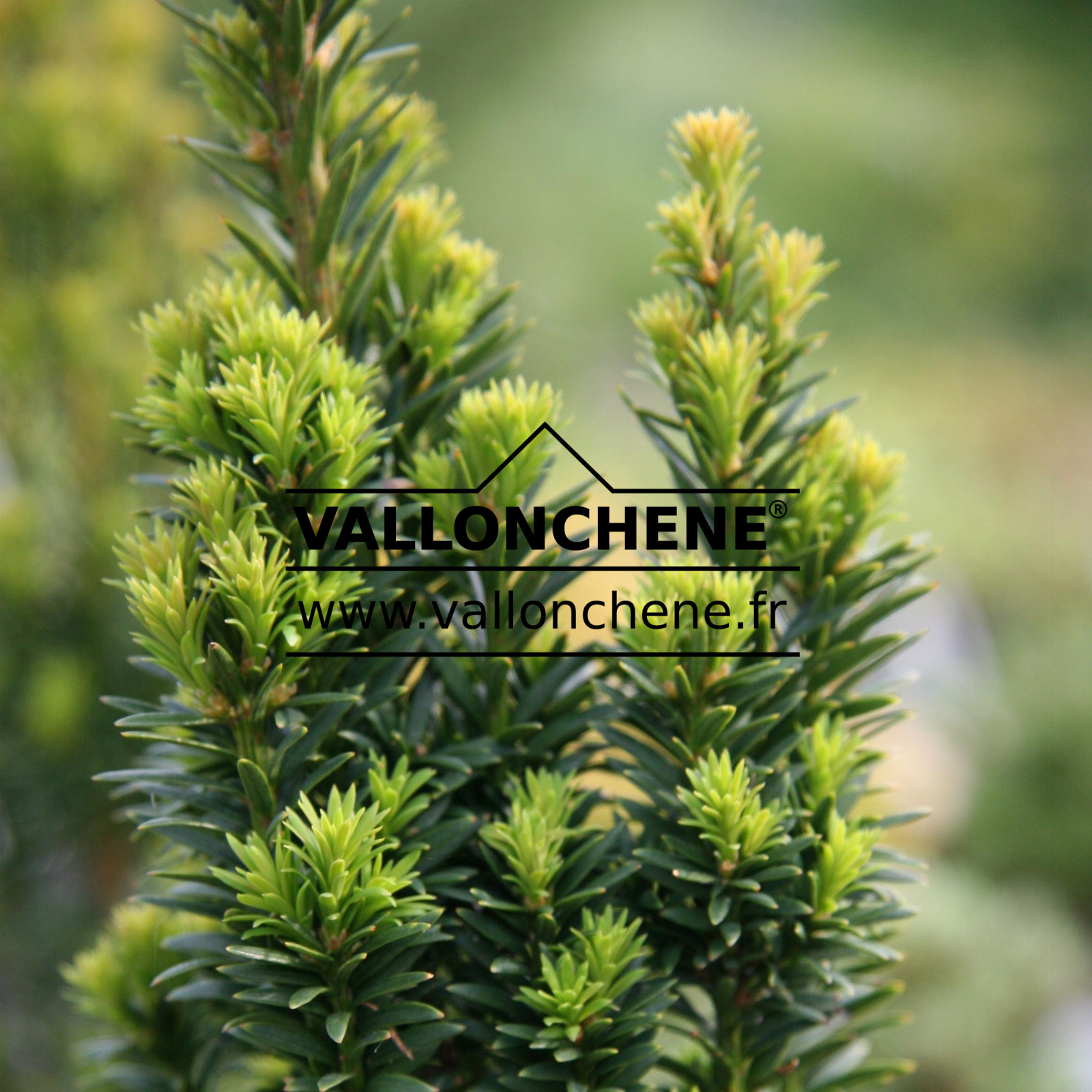 TAXUS baccata ‚Micro‘ en Juin