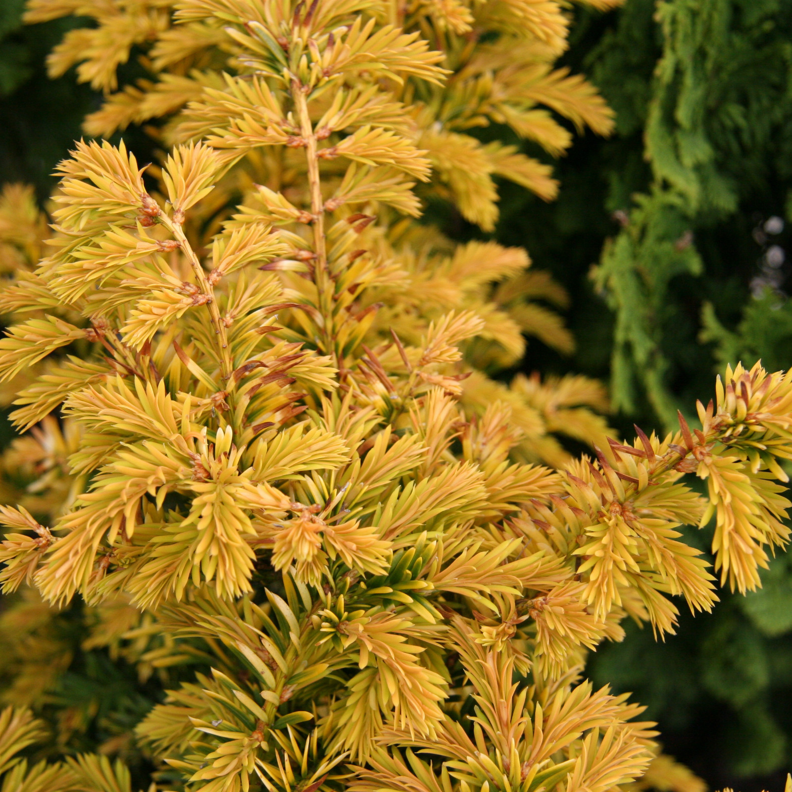 TAXUS baccata ‚Semperaurea‘ en Juin