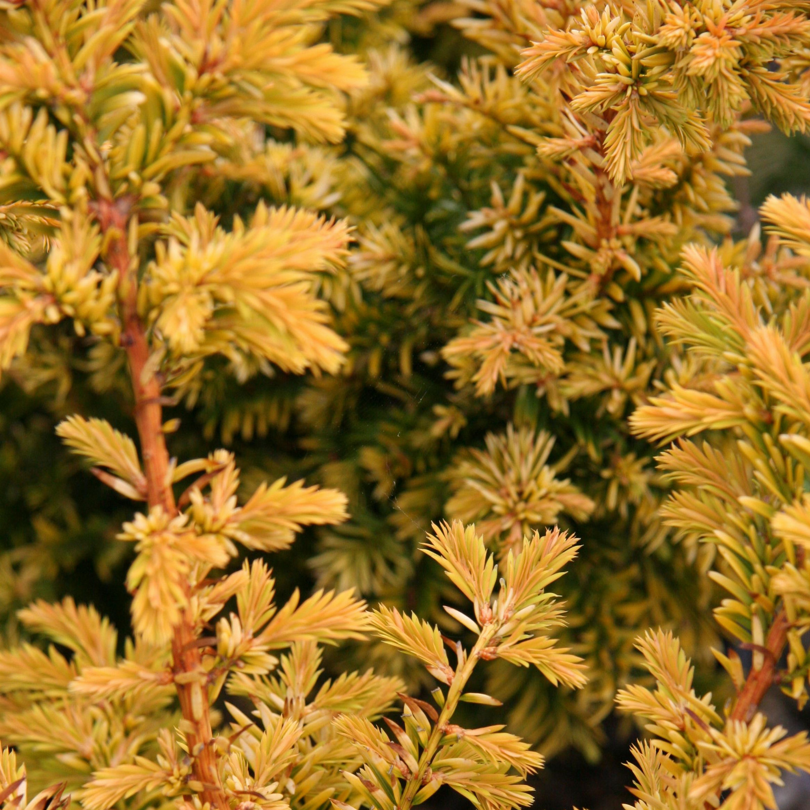 TAXUS baccata ‘Semperaurea’ en Juin