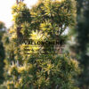 TAXUS baccata ‘Standishii’ en Février