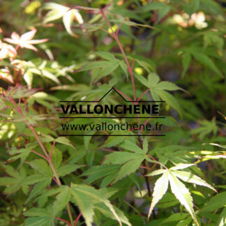 ACER palmatum 'Katsura'