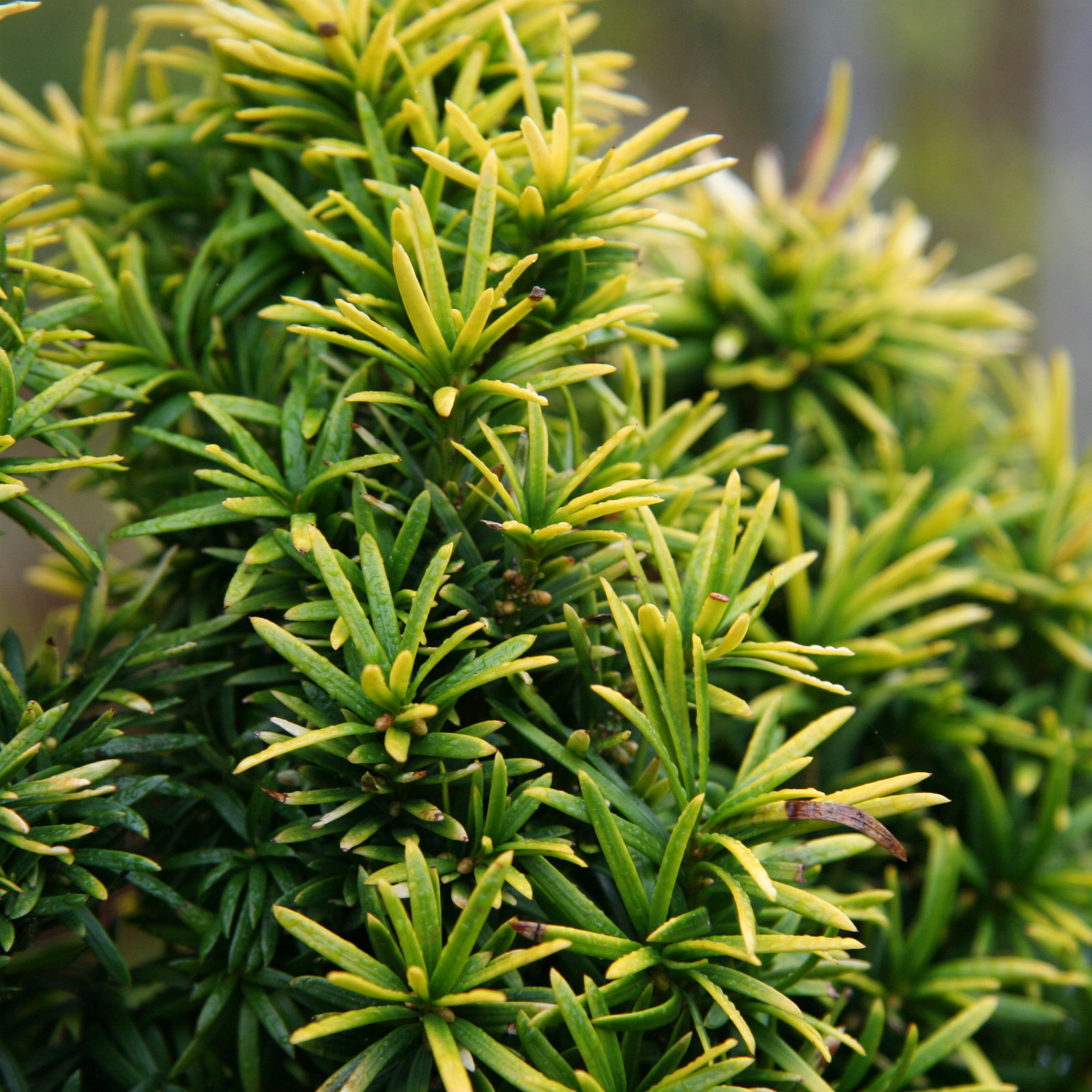 TAXUS baccata 'Standishii' en Novembre