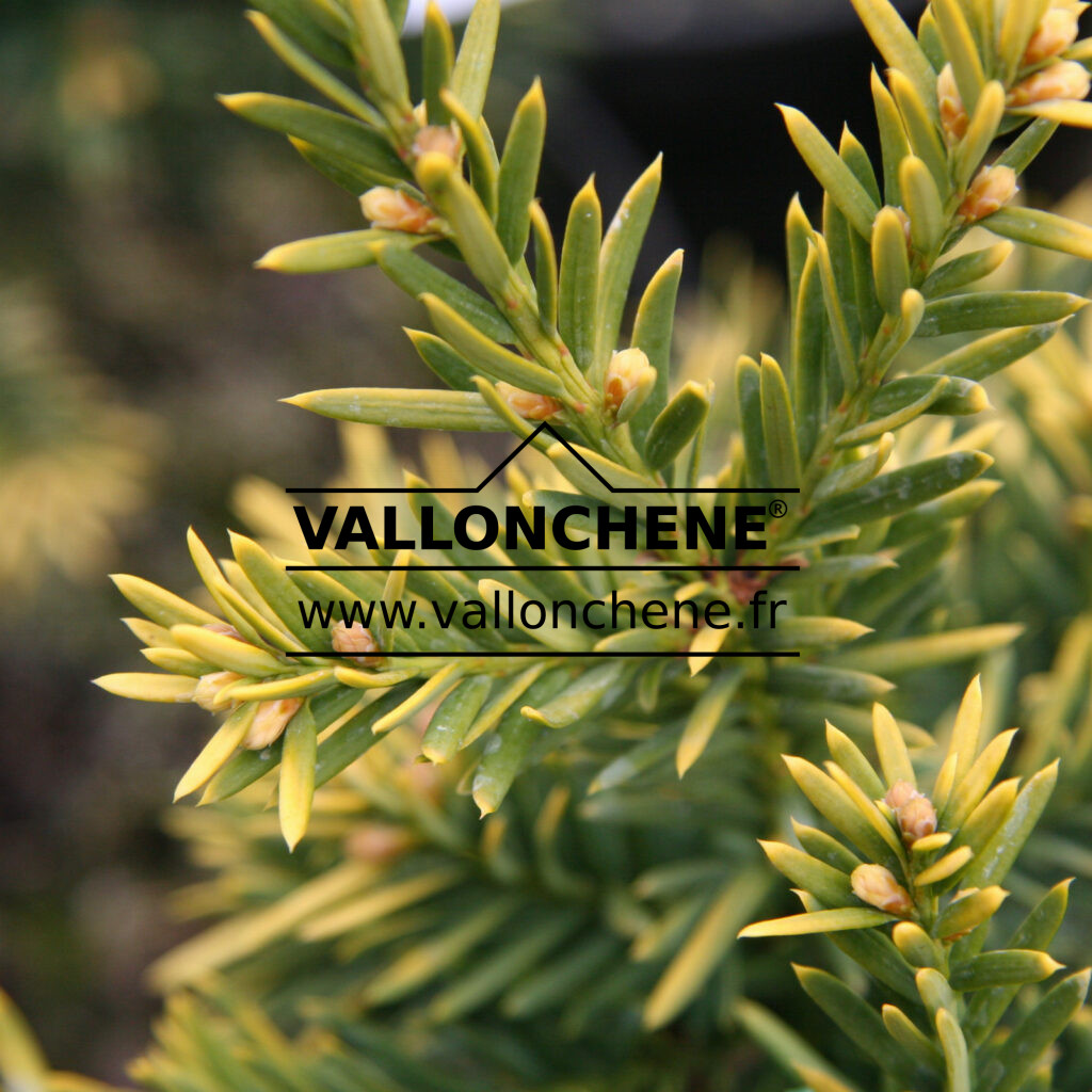 TAXUS cuspidata 'Aurescens' Japanese yew