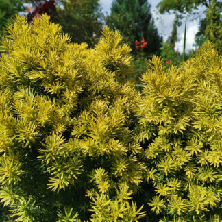 TAXUS cuspidata 'Dwarf Bright Gold' en Août