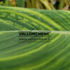 THALIA dealbata ‚Vallonchene’s variegated‘ en Septembre