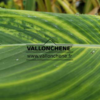 THALIA dealbata 'Vallonchene's variegated' en Septembre