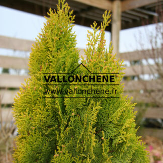 THUJA occidentalis 'Pyramidalis Aurea' en Avril