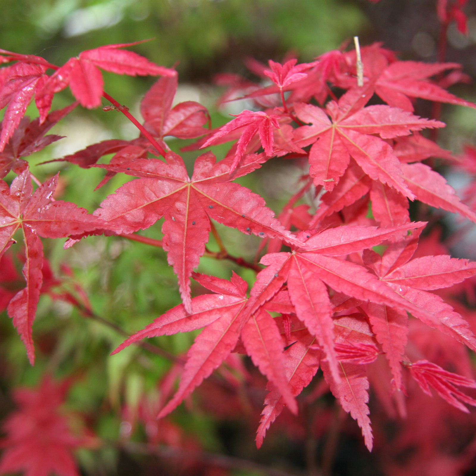 ACER palmatum ‚Katsura‘ en Mai