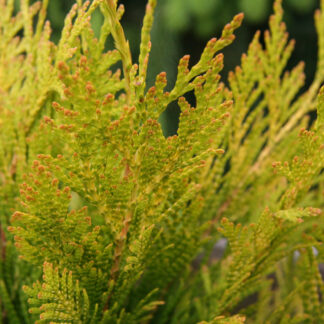 THUJA plicata 'Forever Goldy' en Juin