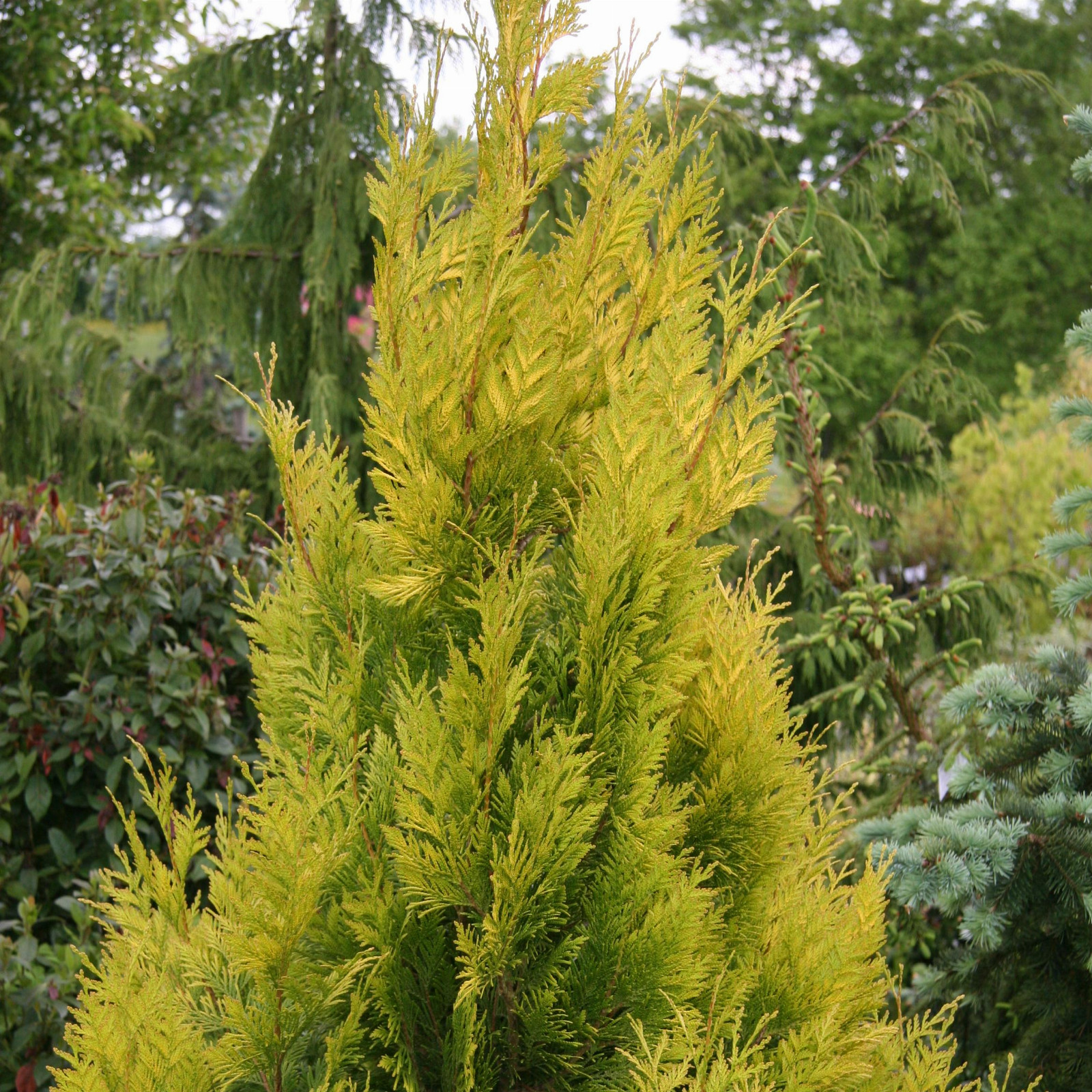 THUJA plicata ‚Forever Goldy‘ en Juin