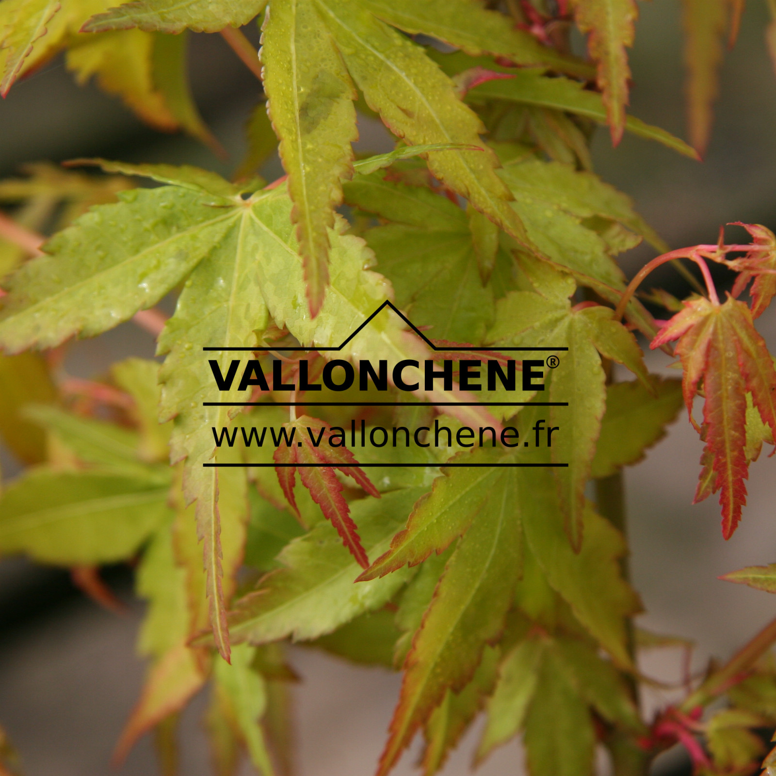 ACER palmatum 'Katsura Nishiki' en Avril