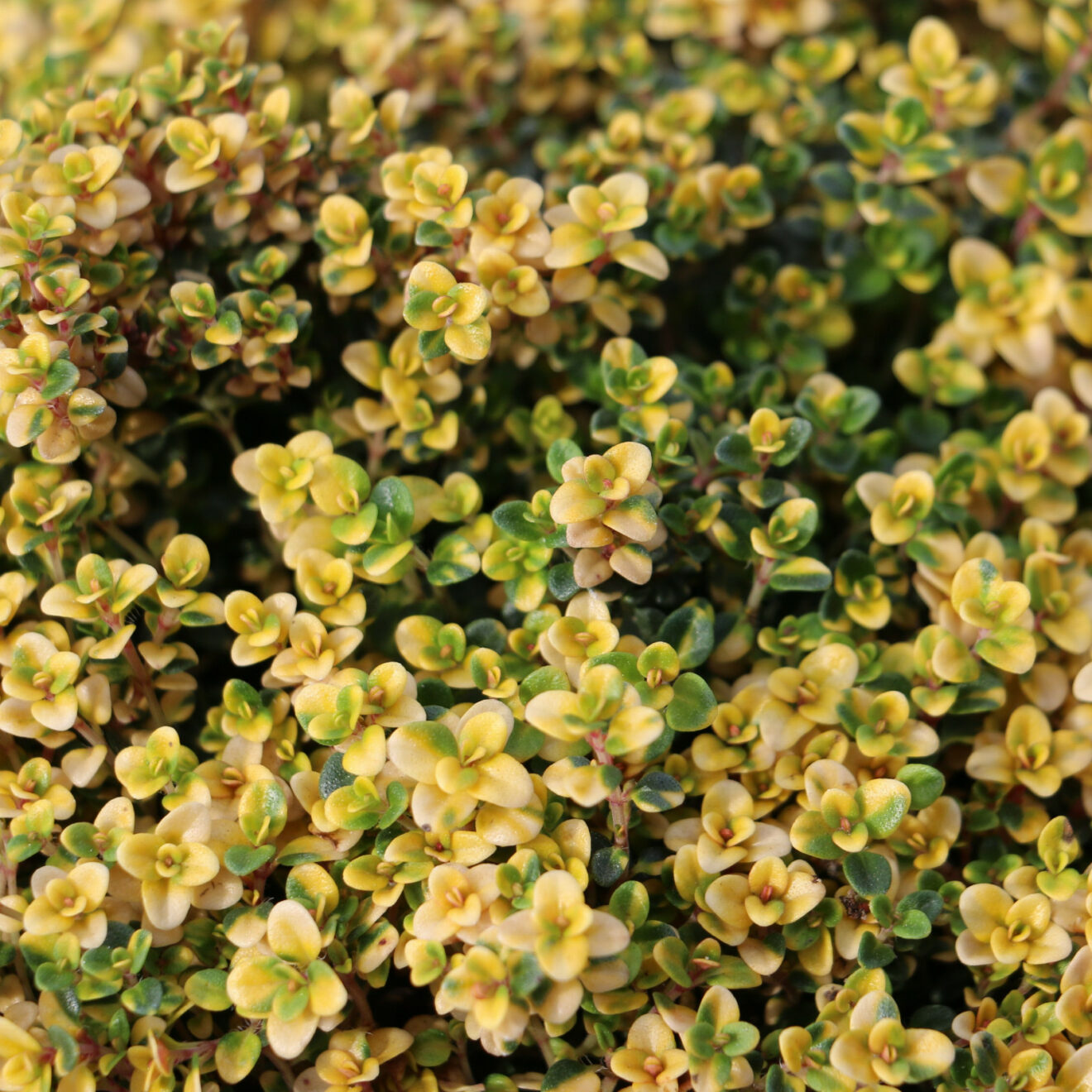 THYMUS 'Doone Valley' thym
