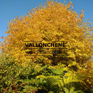 TILIA cordata 'Winter Orange' en Septembre