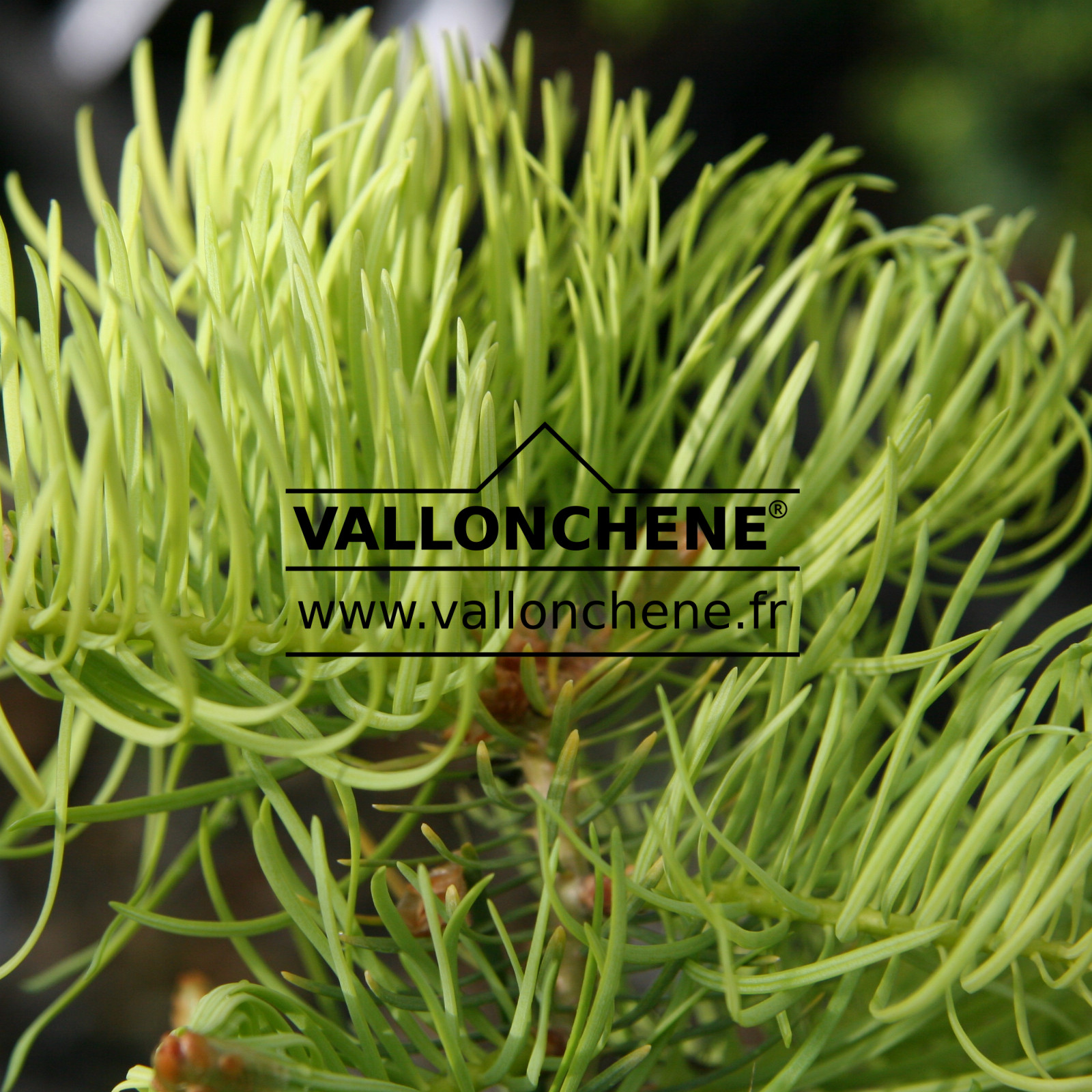 ABIES concolor ‚Wintergold‘ en Mai