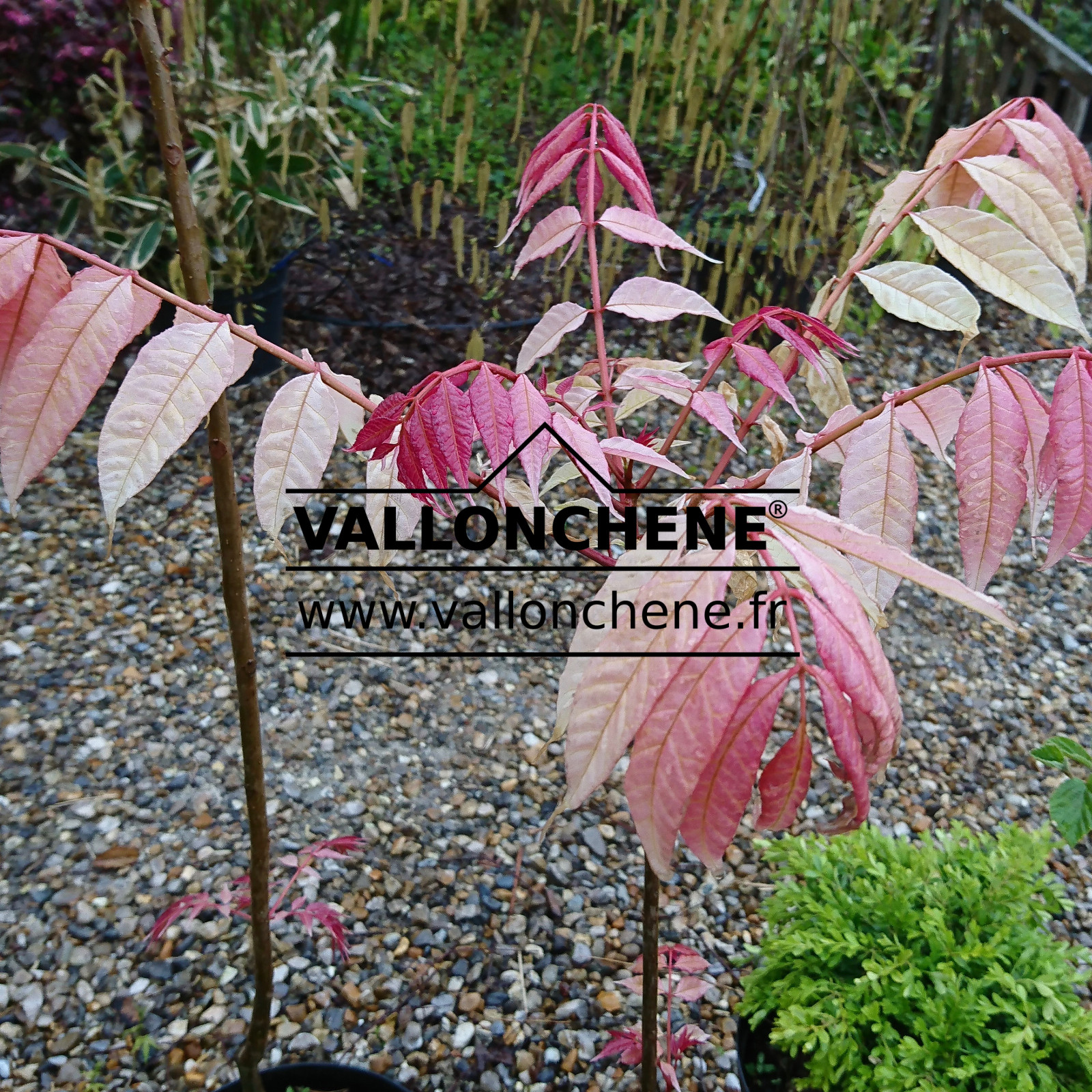 TOONA sinensis 'Flamingo' en Avril