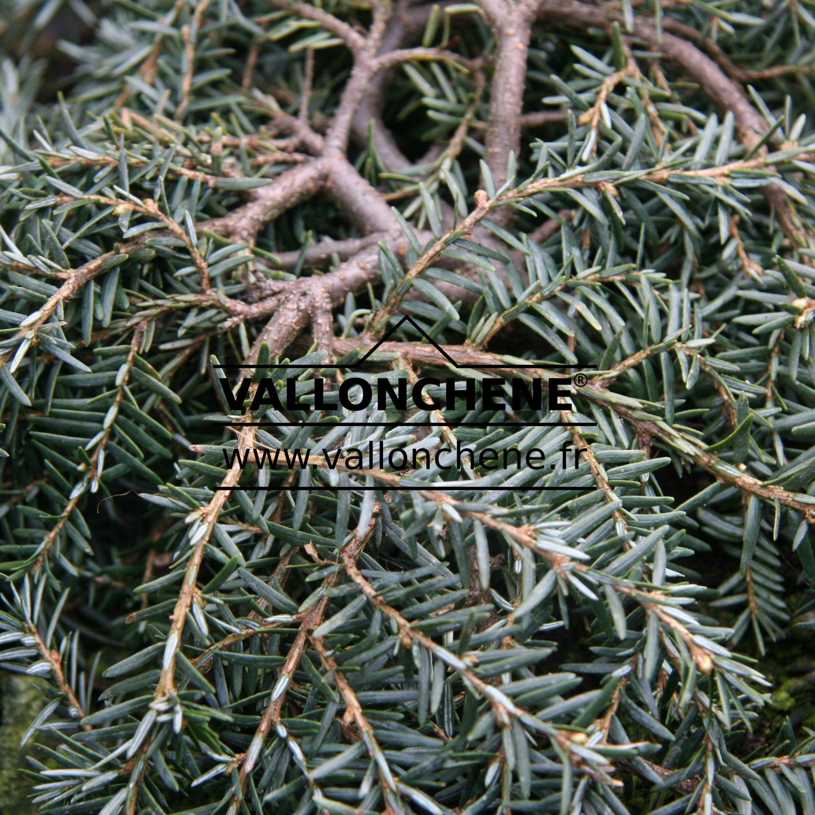 TSUGA canadensis 'Cole' en Mars