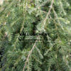 TSUGA canadensis ‚Cole’s Prostrate‘ en Mars