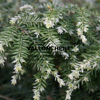 TSUGA canadensis 'Gentsch White' en Juillet
