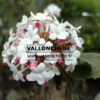 VIBURNUM carlesii en Abril