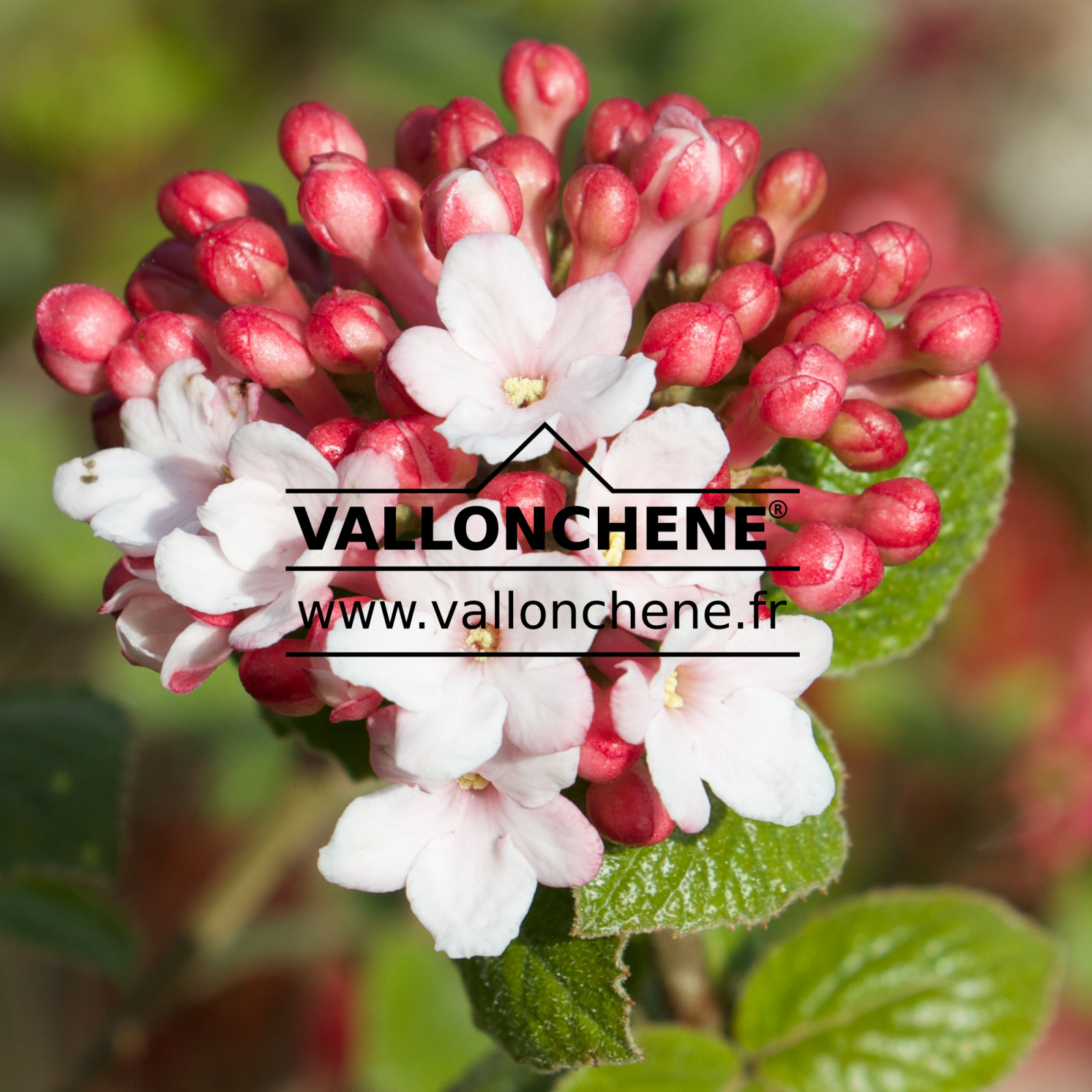 VIBURNUM carlesii ‘Aurora’ en Mars