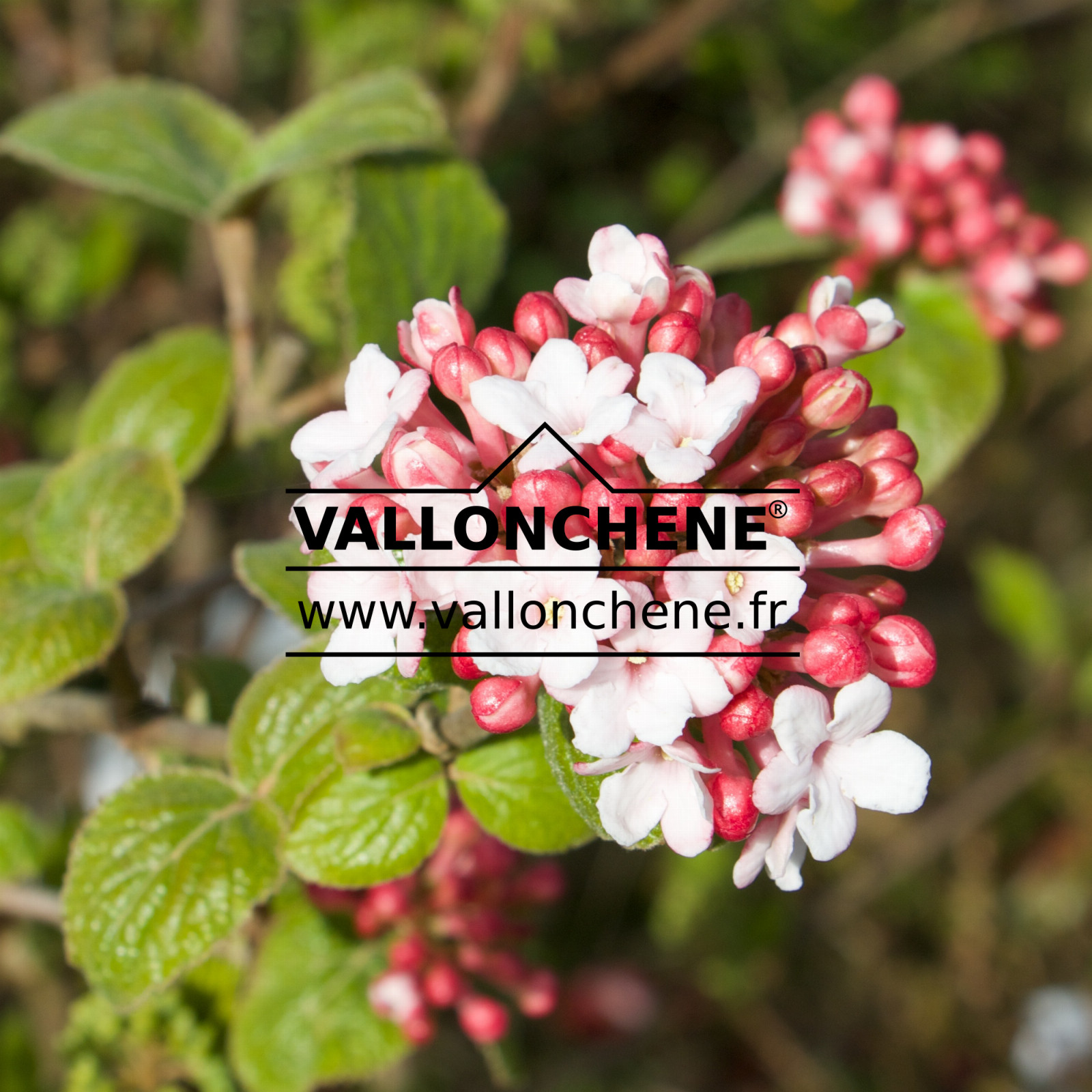 VIBURNUM carlesii ‚Aurora‘ en Mars